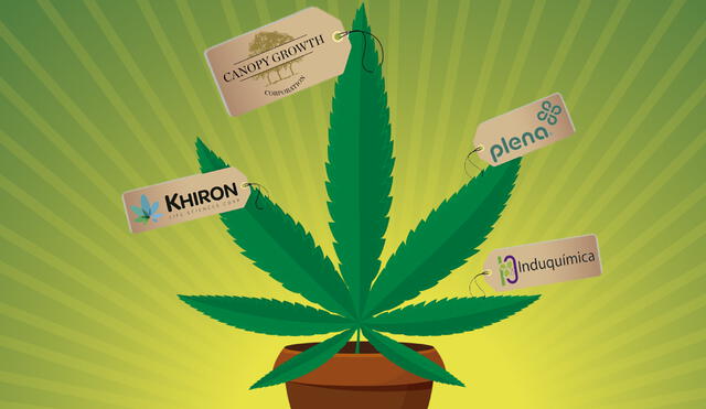 El floreciente negocio del Cannabis medicinal