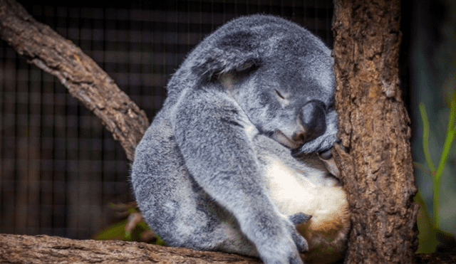 Los koalas están "funcionalmente extintos", anunció una ONG australiana 