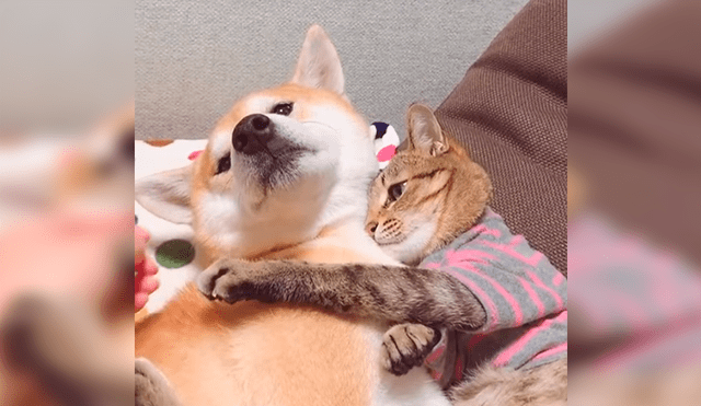 En YouTube, un gato aplicó un curioso método para alejar a su dueña porque quería quedarse al lado de su amigo.