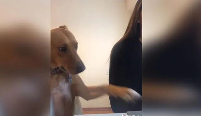 Desliza hacia la izquierda para ver más imágenes de esta peculiar 'conversación' entre una joven y su perro. Foto: captura de TikTok