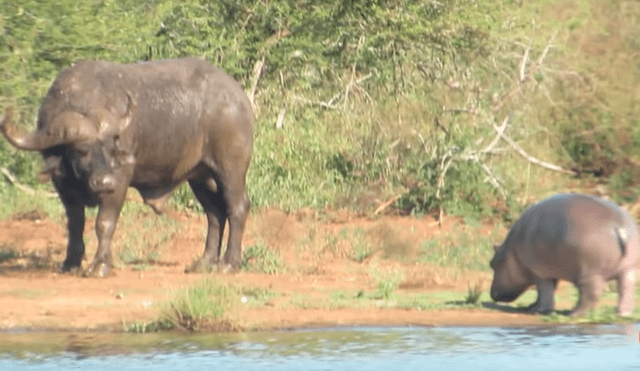 YouTube viral: bebé hipopótamo se enfrentó contra cocodrilo y enormes búfalos [VIDEO]