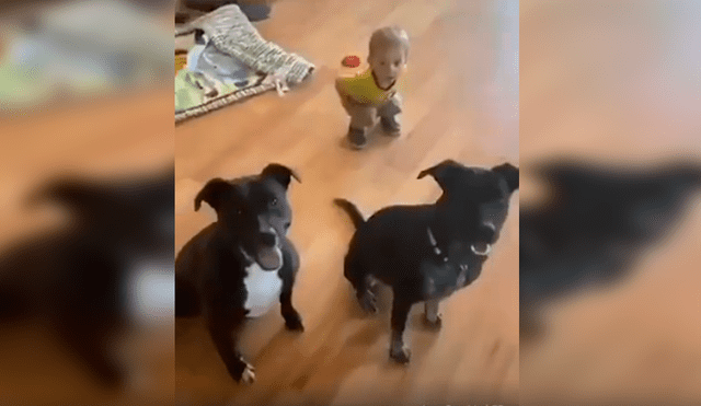 En Facebook, un pequeño trató de copiar los singulares movimientos que realizaron sus perros al escuchar a su madre.