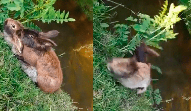 YouTube viral: cámaras captan el trágico momento de conejos 'enamoradizos' [VIDEO]