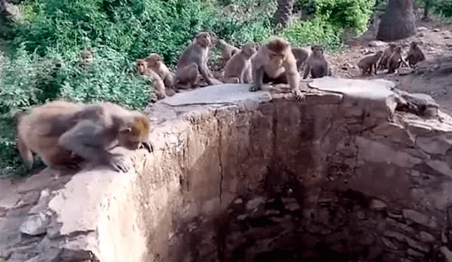 YouTube viral: ¡Increíble! Un feroz leopardo cayó a un pozo y fue rescatado por grupo de monos [VIDEO] 