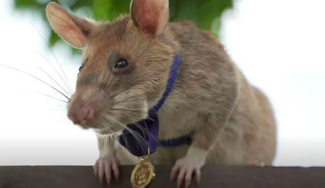 “Por la valentía animal o la devoción al deber”, era la frase grabada en la medalla de oro que le otorgaron a la rata Megawa. Foto: PDSA