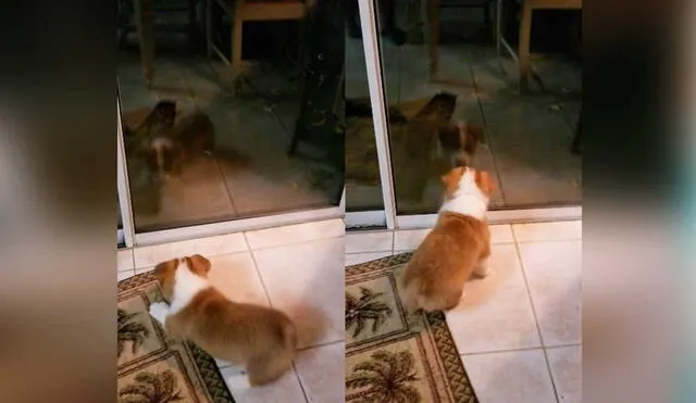 Desliza las imágenes para ver la curiosa escena que protagonizó este pequeño can al ver su reflejo por primera vez. captura de YouTube/ViralHog
