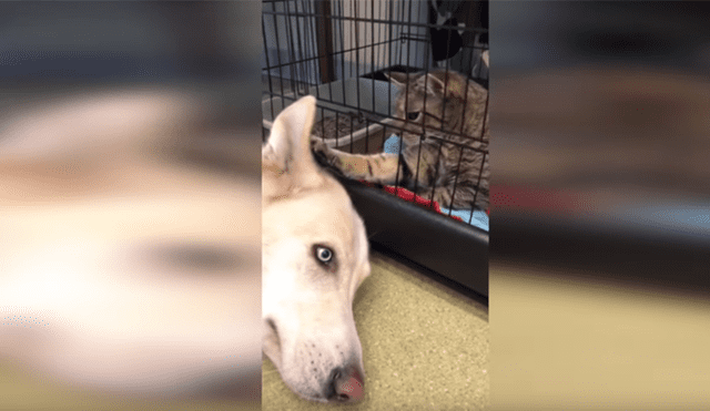 Facebook viral: un gato que consuela a perro en veterinaria sorprende a todos [VIDEO] 
