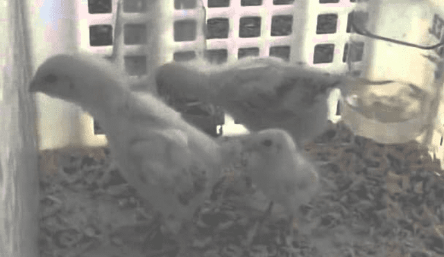 YouTube: Pollito cubano se aleja de sus hermanos e imita el canto de los gallos