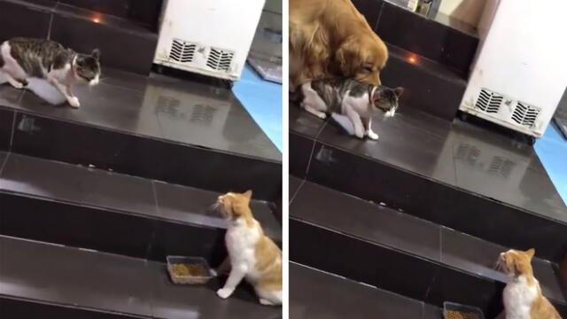 Facebook: gatos iban a tener un duelo, pero tierno perro los detiene con peculiar método