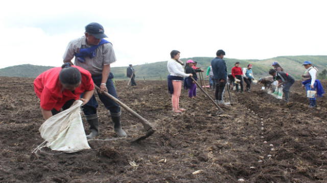 Ayacucho: utilizarán guano de las islas en la agricultura y ganadería 