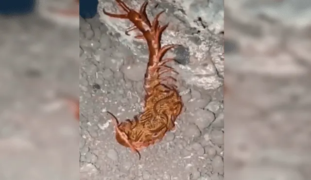 YouTube viral: halla extraña criatura retorciéndose de dolor en la tierra y queda impactado al descubrir qué es [VIDEO]