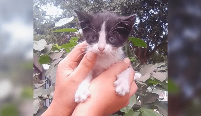 Buscan hogar para gatita abandonada en parque de San Martín de Porres