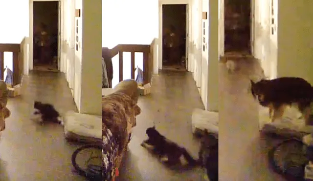YouTube: Mascotas sienten por primera vez un terremoto y esta es su terrorífica reacción [VIDEO]