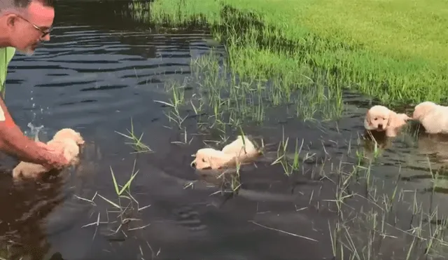 Desliza las imágenes para observar la valiente acción de unos perros bebés para nadar en un lago junto a su dueño. Fotocaptura: Facebook.