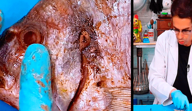 YouTube viral: Colocan pedazo de carne en recipiente con 'supergusanos' y ocurre lo inesperado [VIDEO]
