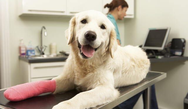 Female Veterinary Surgeon Treating Dog In Surgery