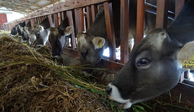 MINAGRI inicia proyecto para medir emisiones de gases de efecto invernadero en bovinos de Junín 