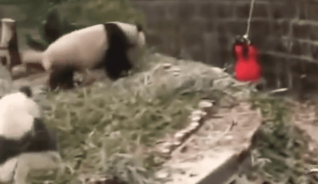 YouTube viral: niña cae a recinto de osos pandas y visitantes de zoológico quedan en shock [VIDEO]