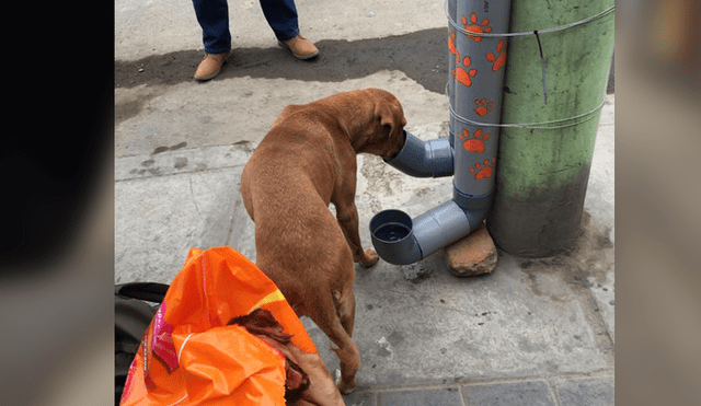 Facebook: estudiantes lanzan iniciativa para alimentar a perros callejeros junto a la PNP [FOTOS]