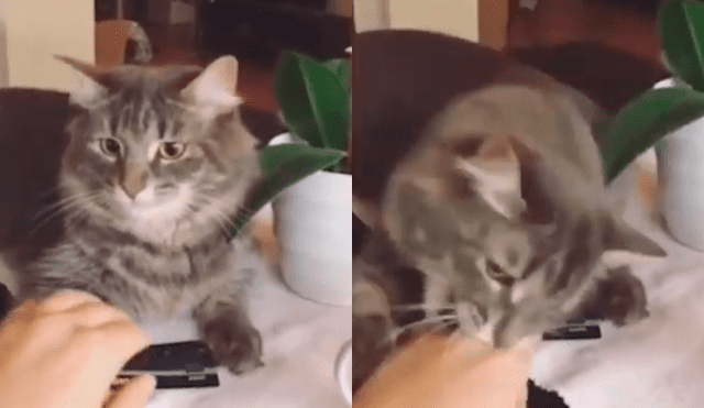 YouTube: gato protege valientemente la tarjeta de crédito de su dueña 'loca por las compras'