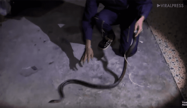 YouTube viral: joven limpia sus zapatos viejos y descubre peligrosa criatura en su interior [VIDEO]