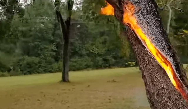 “Mi reacción cuando vi este árbol en llamas fue tristeza y un profundo respeto por la madre naturaleza". Foto: captura