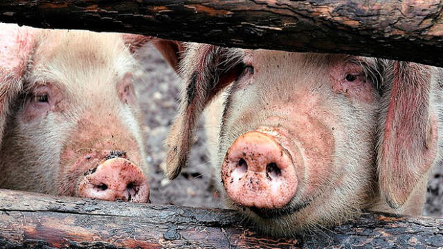 Alerta por enfermedad porcina en China que afecta mercados de carne del mundo