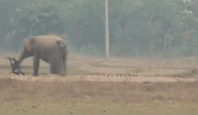 Elefante casi aplasta a un turista que se acercó para tomarse una selfie [VIDEO]
