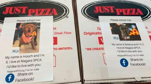 Pizzería pone en sus cajas fotografías de perros para su adopción