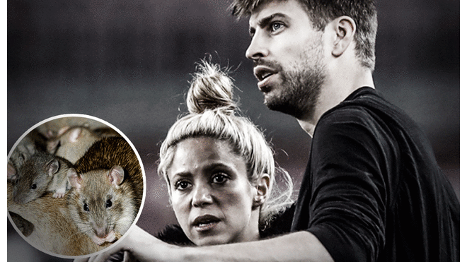 Plaga de ratas invadieron la casa de Shakira y Gerard Piqué 