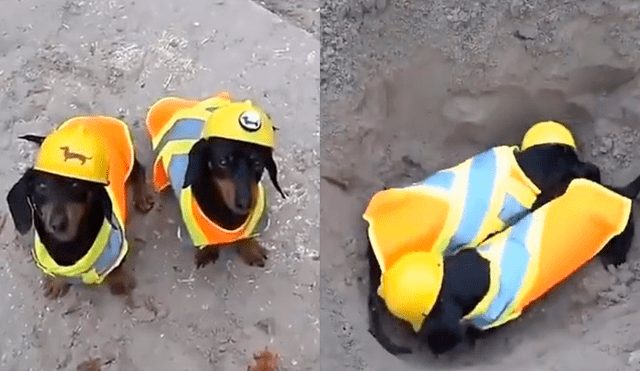 Facebook: 'Perros Salchichas' trabajan en construcción civil y reciben instrucción de un obrero [VIDEO]
