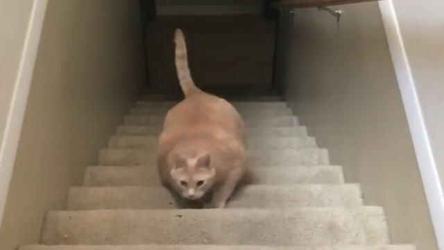 Facebook: gato con sobrepeso trató de subir las escaleras y ocurrió lo impensado