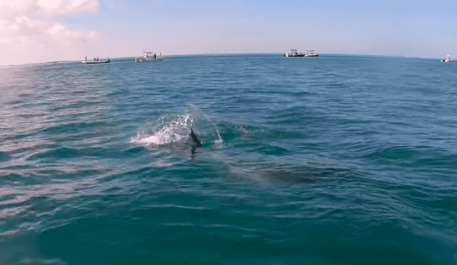 Un pescador grabó en un video viral de YouTube el terrorífico instante en que un enorme tiburón emergió del mar para reclamar su presa recién capturada.