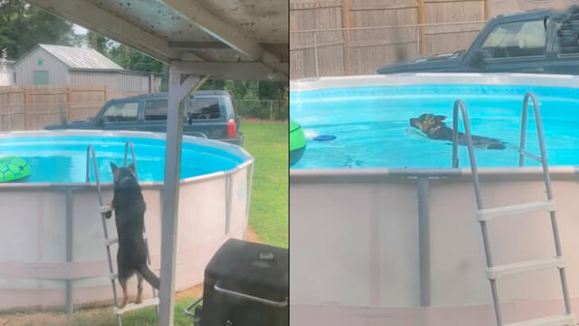 Desliza las imágenes para ver el momento en que un travieso perro aprovechó la piscina que sus dueños no podían usar por la cuarentena. Foto: Woof Woof