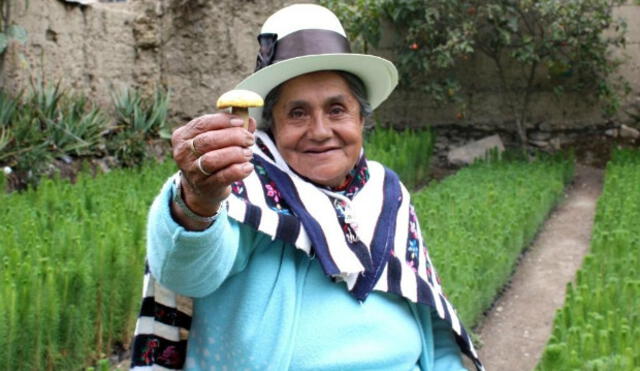 155 familias de Quispicanchi, en el Cusco, comercializarán champiñones andinos