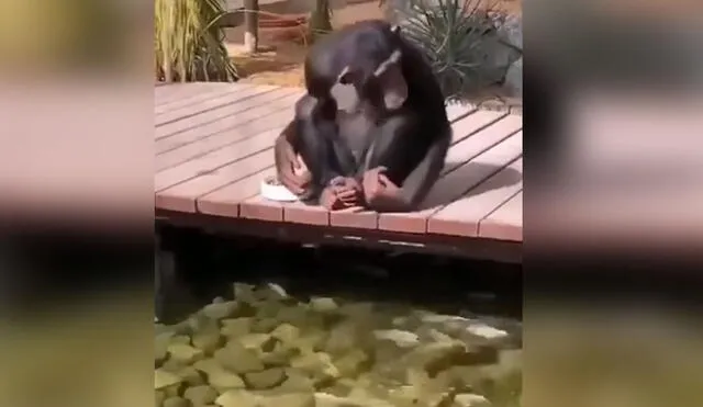 Desliza las imágenes para ver más detalles de esta conmovedora escena entre un mono y sus 'amigos', los peces. Foto: captura de YouTube