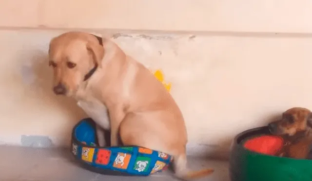YouTube: la incansable lucha de un perro para entrar en una pequeña cama [VIDEO]