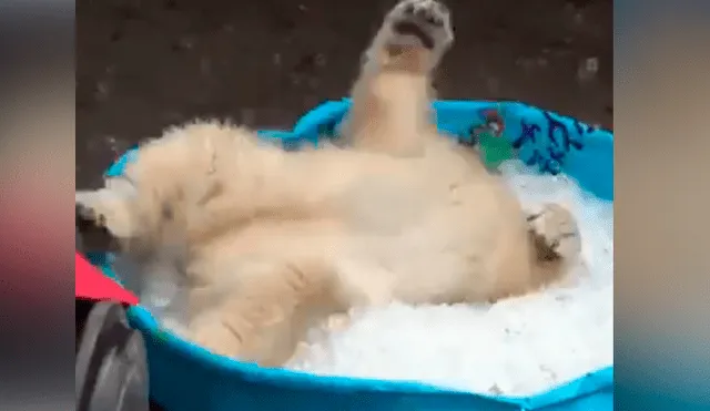 Facebook viral: oso polar ve piscina con hielo y tiene conmovedora reacción