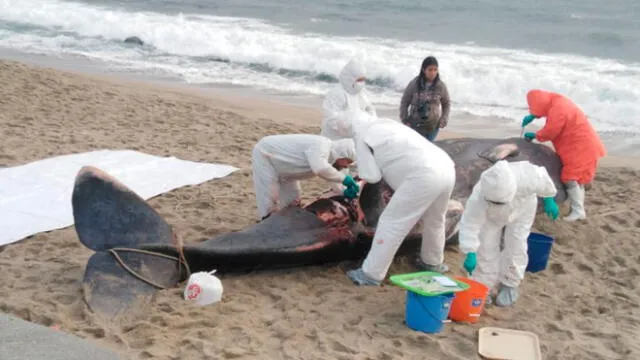 Murió ballena que se varó en la playa Santa Rosa [FOTOS]