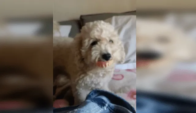 Facebook viral: travieso perro se coloca la dentadura de abuela y no desea dársela [VIDEO]