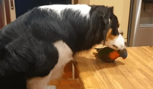 Video es viral en Facebook. El ave no soportó que el can dejara de jugar y darle cariño y manifestó su enojo con una graciosa conducta que ha hecho reír a todos