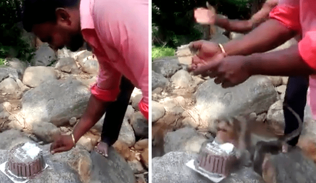 Familiares del joven lo sorprendieron con una torta de cumpleaños, sin imaginar que un travieso mono arruinaría el emotivo momento. El video es viral en Facebook