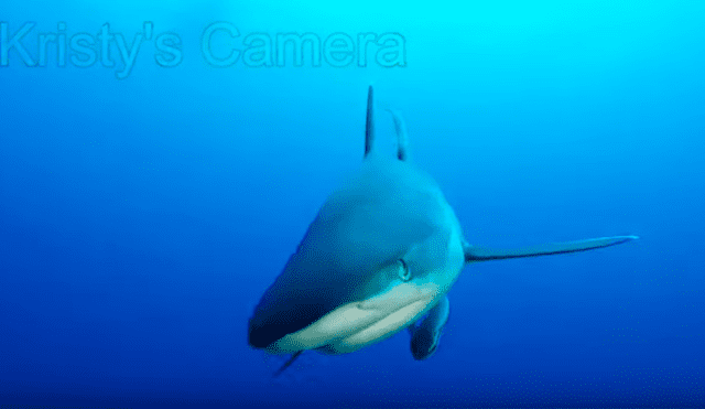 Video es viral en YouTube. La mujer sacó su cámara para grabar a las criaturas acuáticas bajo el mar, sin imaginar que un tiburón se acercaría peligrosamente a ella