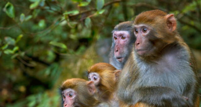El estudio se llevó a cabo en dos grupos compuestos de seis monos. Foto: Getty.