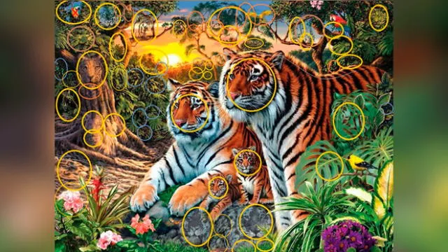 Desliza las imágenes para ver la ubicación exacta de los 65 tigres que aparecen en dicho complejo reto visual. Foto: Twitter