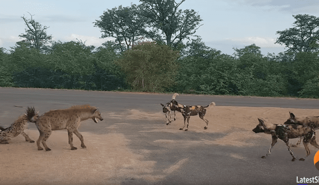 YouTube viral: hiena defiende a sus crías de hambrientos perros salvajes en la selva de África [VIDEO]