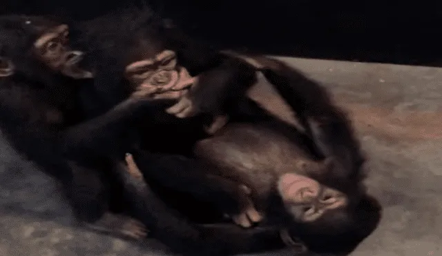 YouTube viral: Bebé chimpancé es rescatado y recibe amorosa bienvenida de sus nuevos amigos 