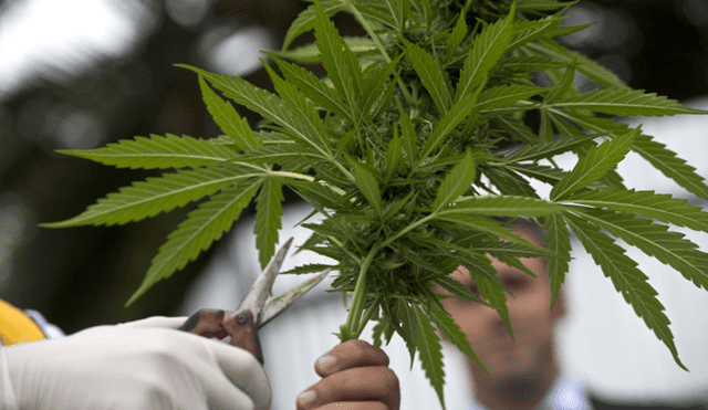 Gobierno publica reglamento de la ley para el uso del cannabis medicinal