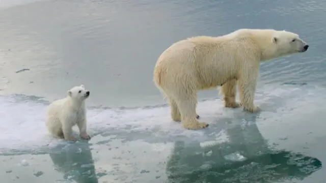 Los osos polares en gran parte de Alaska y Rusia estarán en serios problemas para 2080, indica el estudio. Fotografía: Katharina M Miller / Polar Bears International