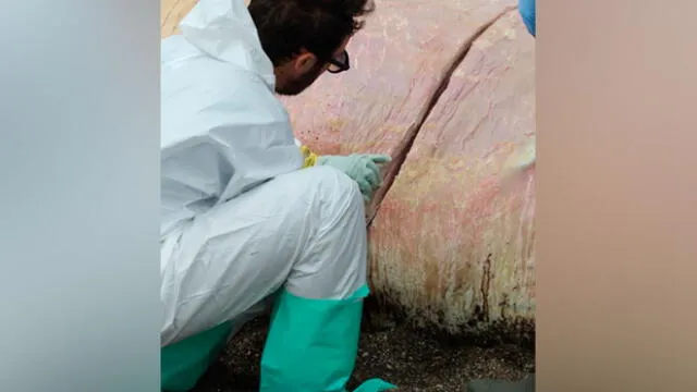 Hallan muerta a joven ballena con varios kilos de plástico en el estómago [VIDEO y FOTOS]